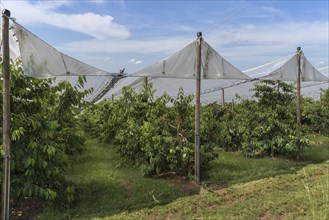 Cherry orchard with stretched hail protection