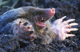 Mole European mole (Talpa europaea) digging a tunnel