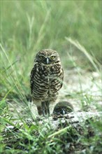 Burrowing owl (Athene cunicularia) pair at breeding burrow