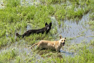 Two herding dogs standing in water