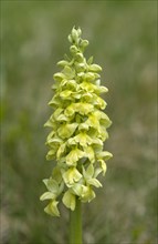 Pale-flowered orchid (Orchis pallens)