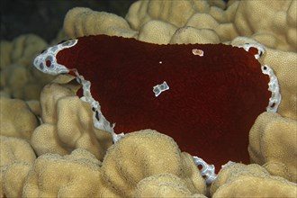 White-red Pleurobranchus flank gill crawls over stone coral