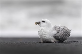 Young Northern fulmar (Fulmarus glacialis) on the beach