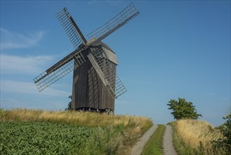 Old windmill build in 1792 at country road and field of sugar beets at Jordberga