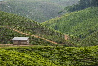 Tea plantation in the mountains of southern Uganda