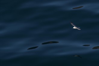 Northern fulmar (Fulmarus glacialis) in flight