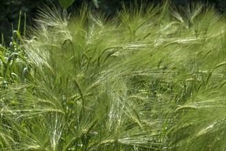 Unripe barley field
