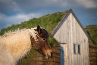 Icelandic horse (Equus islandicus) in evening light in front of horse stable in original peat construction