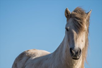 Icelandic horse (Equus islandicus)