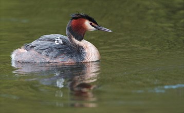 Swimming Great crested grebe (Podiceps cristatus) with young on its back