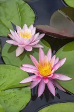 Pink water lily (Nymphaea Pink)