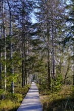 Wood plank path