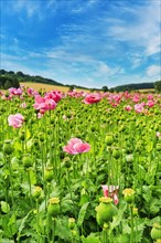 Cultivation of Opium poppy (Papaver somniferum) in a field