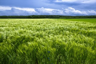 Barley field on a windy day. Near the village of Ciecholewy in Kashubia
