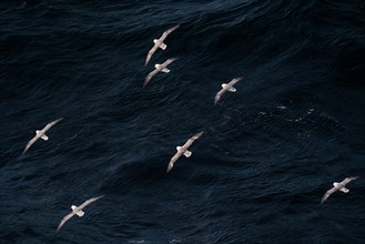 Northern fulmars (Fulmarus glacialis) in flight