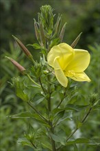Flower of a common evening primrose (Oenothera biennis)