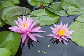 Pink water lily (Nymphaea Pink)