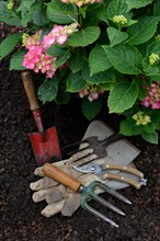 Garden tools and flowering hydrangeas
