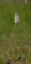 Moorland spotted orchid (Dactylorhiza maculata)