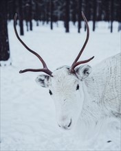 White Reindeer (Rangifer tarandus) in the snow