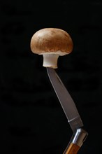 Brown cultivated mushroom on knife