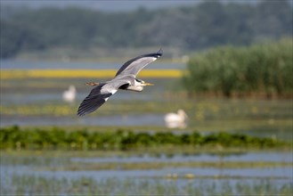 Grey heron (Ardea cinerea) flying