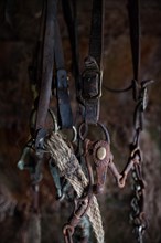 Old rusty bridle