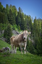 Tyrolean grey cattle on a pasture