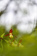 Yellow lady's slipper orchid (Cypripedium calceolus)