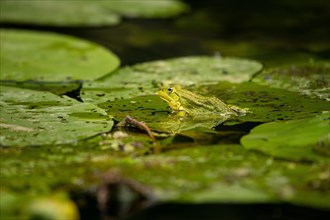 Pool frog (Pelophylax lessonae) Prignitz