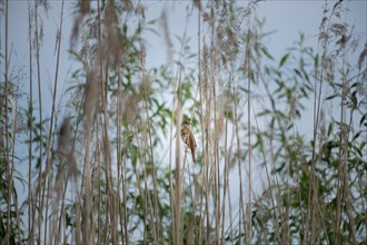 Reed warbler (Acrocephalus scirpaceus) Prignitz