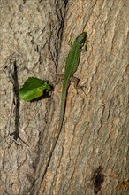 Sand lizard (Lacerta agilis) on tree trunk