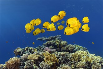 Shoal of masked butterflyfish (Chaetodo Semilarvatus) swimming over coral reef
