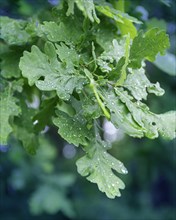Wet leaves of a young oak. Village of Sapolno