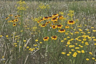 Flower meadow with black-eyed Susan (Rudbeckia hirta)