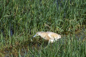 Squacco heron (Ardeola ralloides) with prey in its beak
