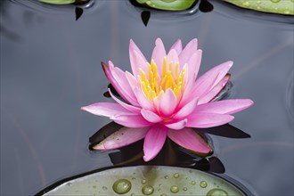 Pink water lily (Nymphaea Pink)