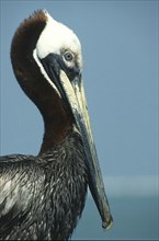 Brown Pelican (Pelecanus occidentalis) Portrai