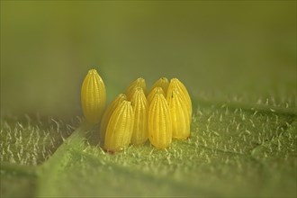 Cabbage butterfly (Pieris brassicae)