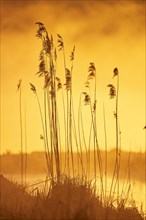 Common reed (Phragmites australis) at sunrise