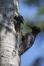 Black woodpecker (Dryocopus martius) male feeding young bird at breeding tube