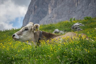 Tyrolean grey cattle on a pasture