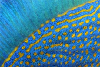 Dorsal fin and scales of blue stripe triggerfish (Pseudobalistes fuscus)