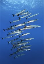 Shoal of darkfin barracuda (Sphyraena qenie)