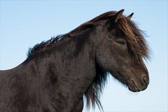 Icelandic horse (Equus islandicus)