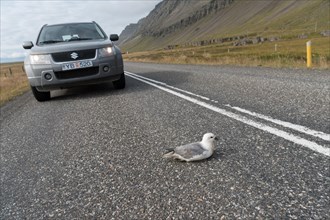 Young injured fulmar lying in front of car on Ring Road 1