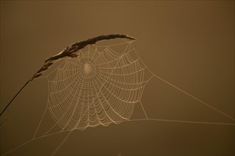 Grasses and spider web in early morning fog