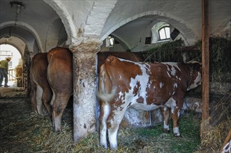 Cows in a historical cowshed