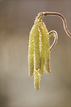 Common hazel (Corylus avellana 'Contorta') blooming