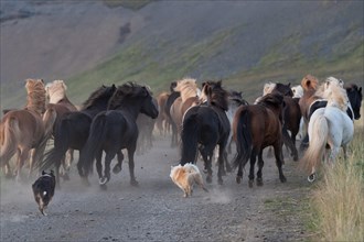 Dogs helping to round up Icelandic horses